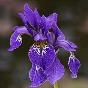Iris Sibirica 'Pappilon'
